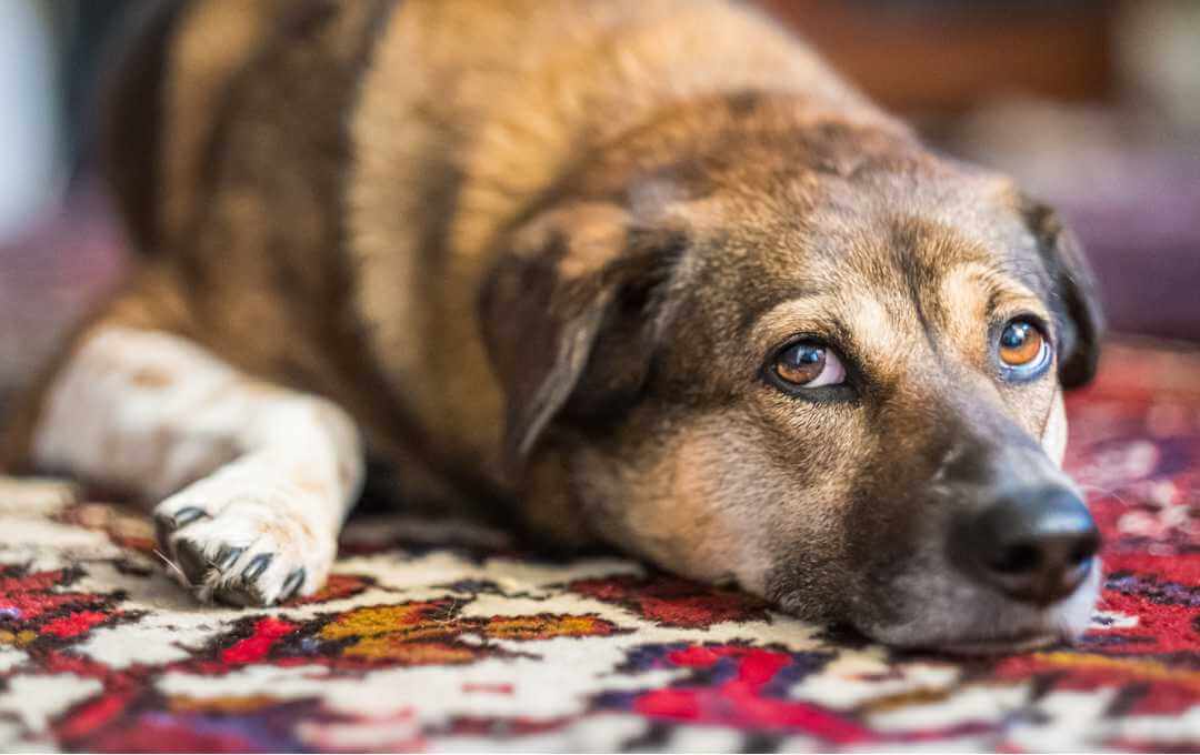 Dog lying on area rug