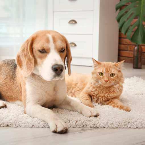 Dog lying on area rug