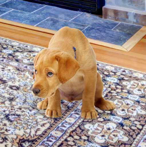 Puppy peeing on a rug